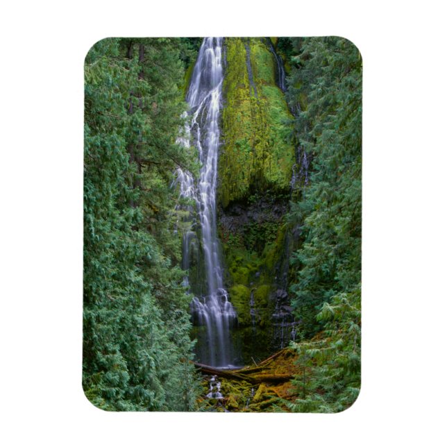 Lower Proxy Falls | Willamette National Forest Magnet (Vertical)