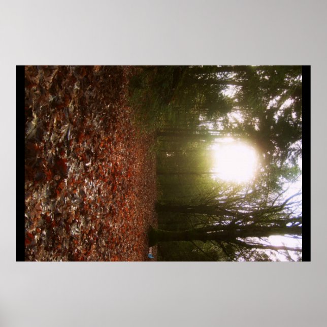 Lower Woodland Poster (Front)