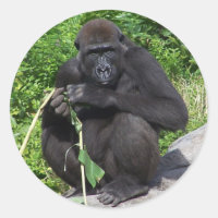 Lowland Gorilla