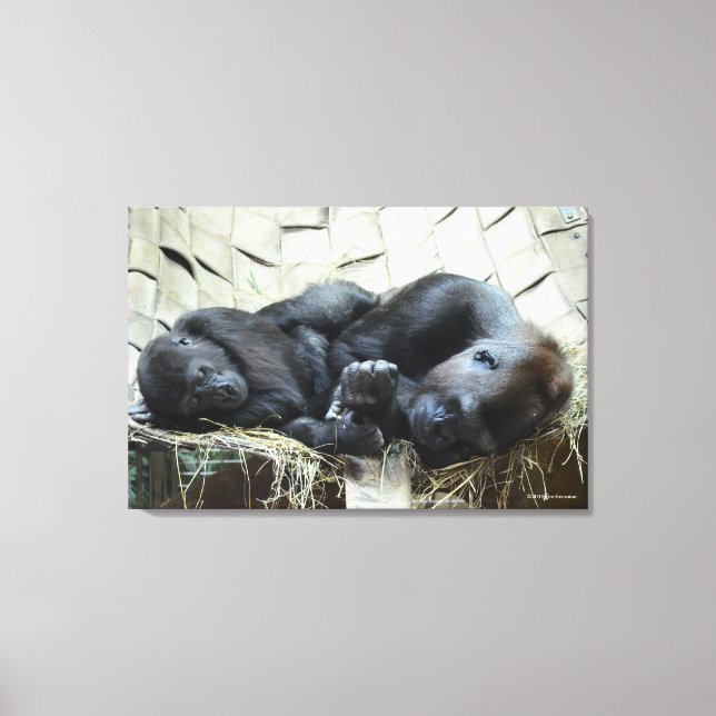 Lowland Gorillas Napping Canvas Print (Front)