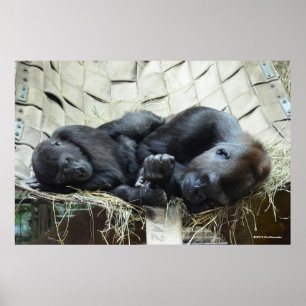 Lowland Gorillas Napping Poster
