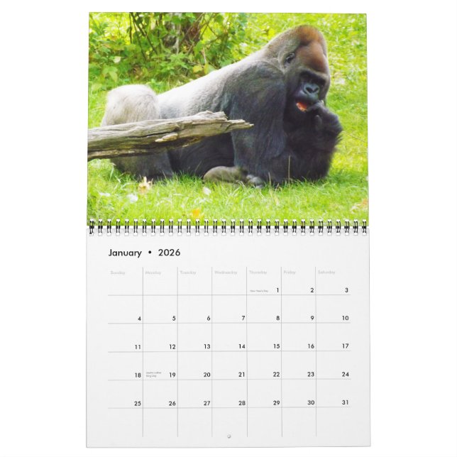 Lowland Gorillas of the Kansas City Zoo Calendar (Jan 2026)