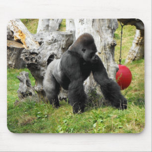 Lowland silverback gorilla walking mouse pad