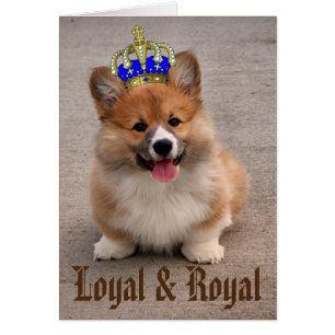 Loyal and Royal Corgi Puppy Photo