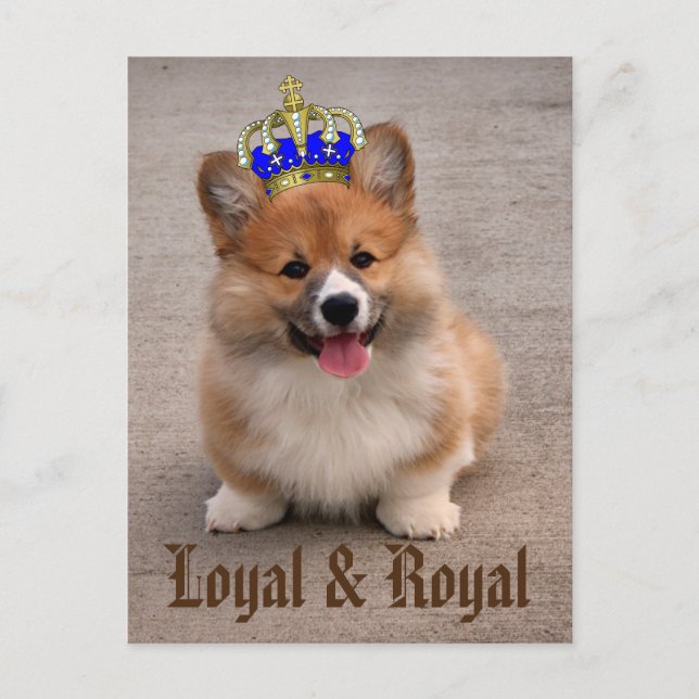 Loyal and Royal Corgi Puppy Postcard (Front)
