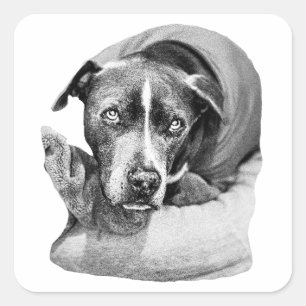Loyal Autumn Eyes Square Sticker
