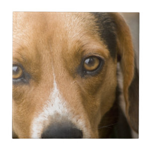 Loyal Beagle Hound Hunting Dog Tile
