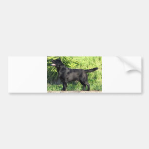 LR black lab full Bumper Sticker