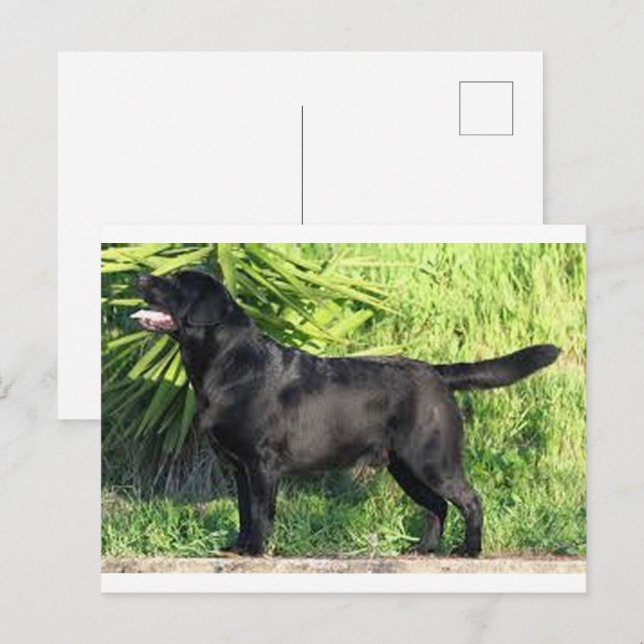 LR black lab full Postcard (Front/Back)
