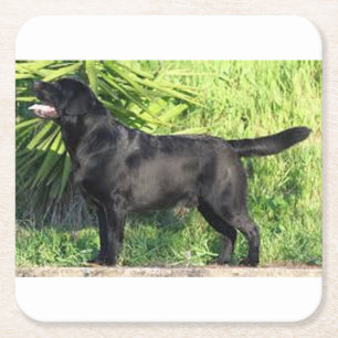 LR black lab full Square Paper Coaster