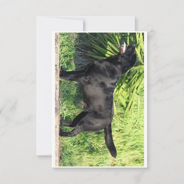 LR black lab full Thank You Card (Front)