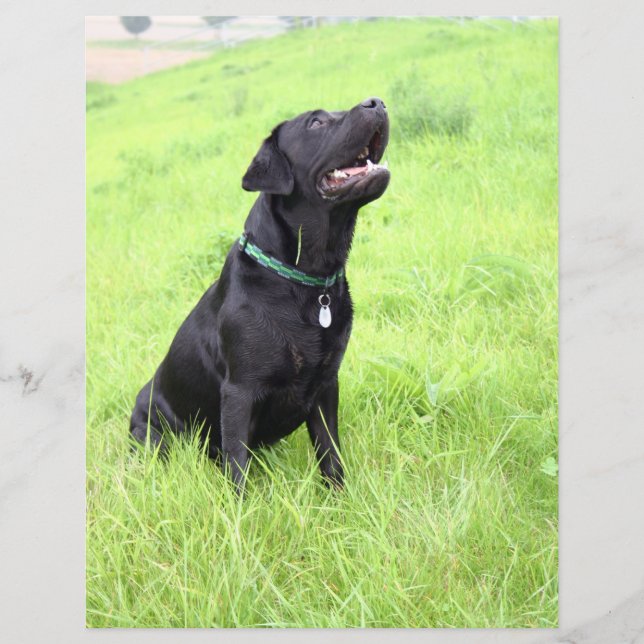 LR black lab sitting (Front)