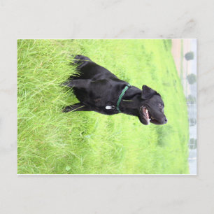 LR black lab sitting Postcard