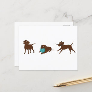 lr chocolate lab cartoon strip postcard
