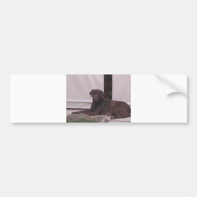 LR chocolate lab laying Bumper Sticker (Front)