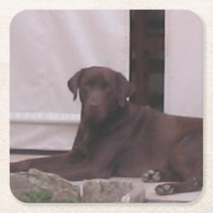 LR chocolate lab laying Square Paper Coaster
