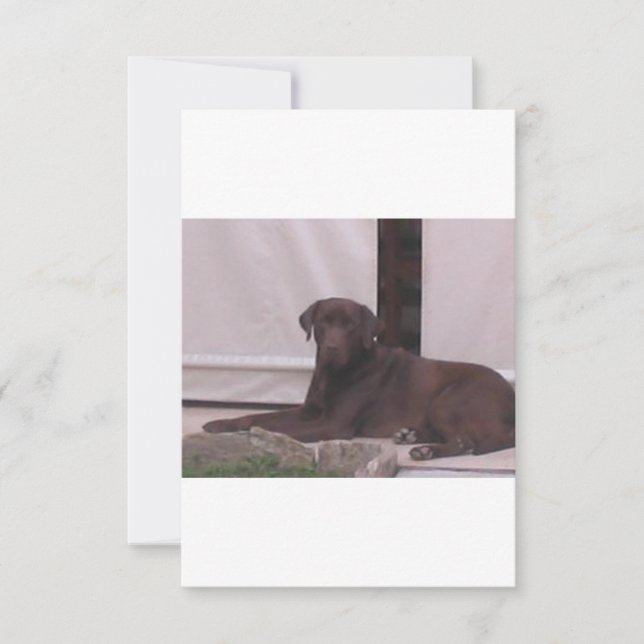 LR chocolate lab laying Thank You Card (Front)