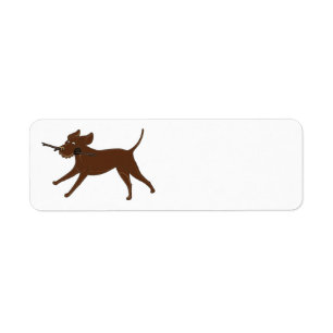 LR chocolate lab with stick