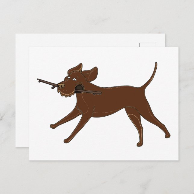 LR chocolate lab with stick Postcard (Front/Back)