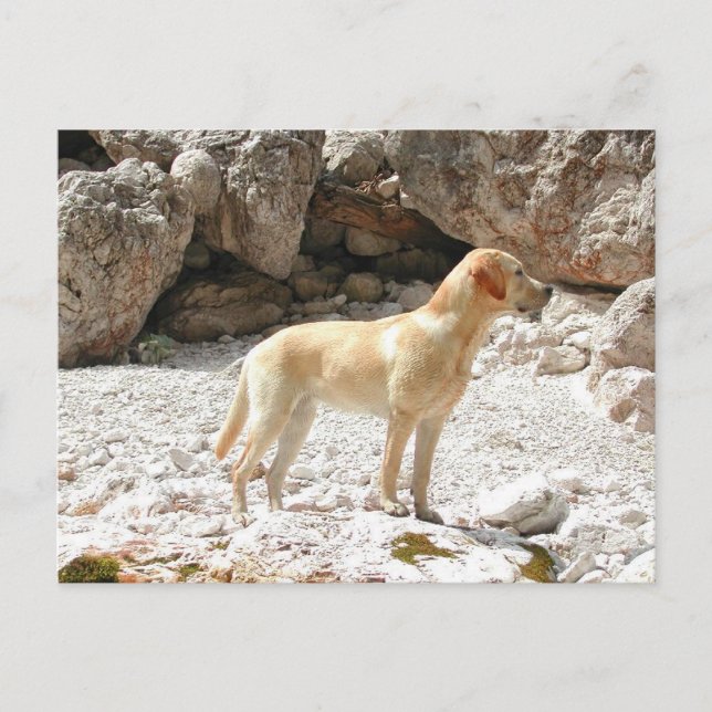 LR yellow lab full Postcard (Front)