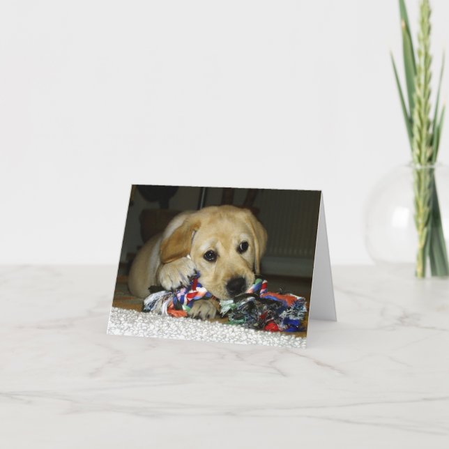 LR yellow lab pup w toy Card (Front)