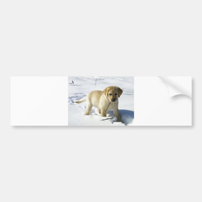 LR yellow lab puppy in snow Bumper Sticker (Front)