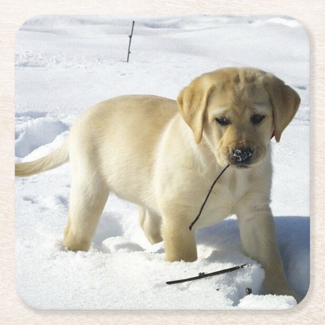 LR yellow lab puppy in snow Square Paper Coaster (Front)