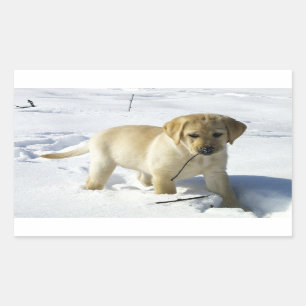 LR yellow lab puppy in snow Sticker