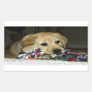 LR yellow lab puppy with toy Sticker