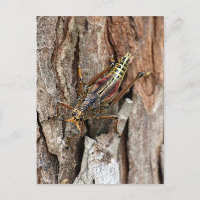 Lubber Grasshopper Postcard (Front)