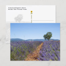 Luberon Lavender Fields, Provence, France -