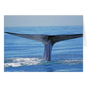 Luc de baleine bleue