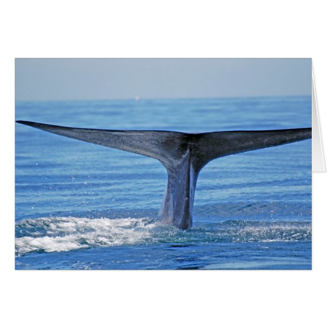 Luc de baleine bleue (Devant horizontal)