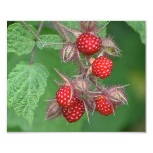 Lucious Raspberry Photo Print