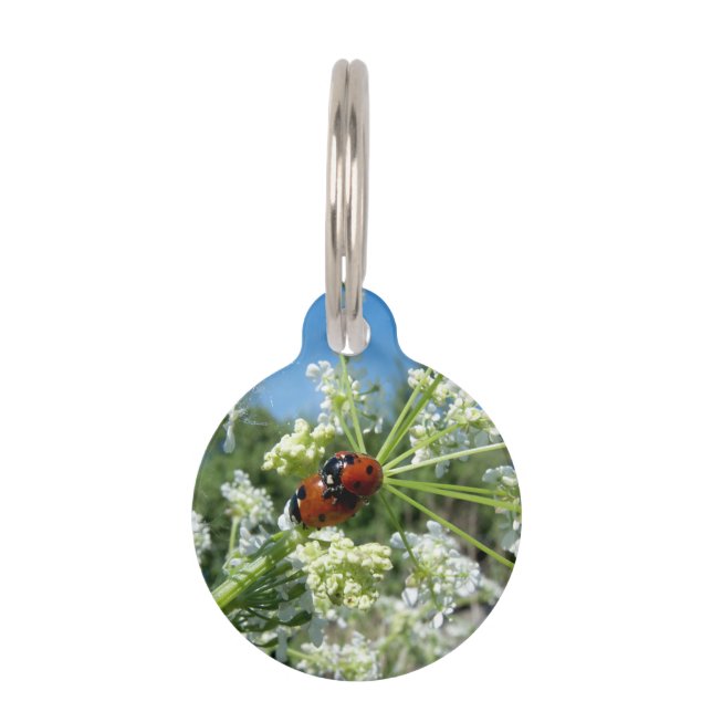 luck beetle pet tag (Front)