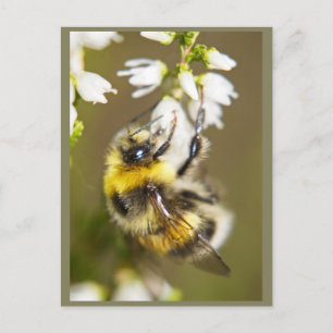 Lucky Bee Postcard