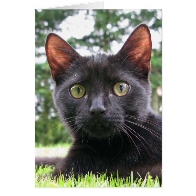 Lucky Black Cat (Front)