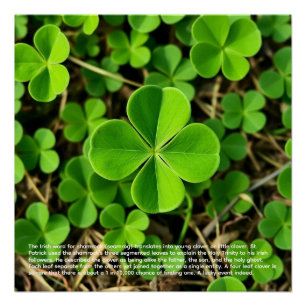 Lucky Clover Poster