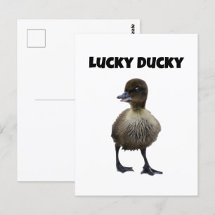 Lucky Duck Funny Cute Duckling Bird Photo Art Postcard