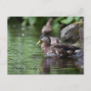 Lucky Ducky Postcard
