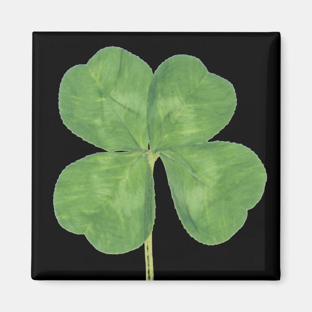 Lucky Four-Leaf Clover Shamrock Magnet (Front)