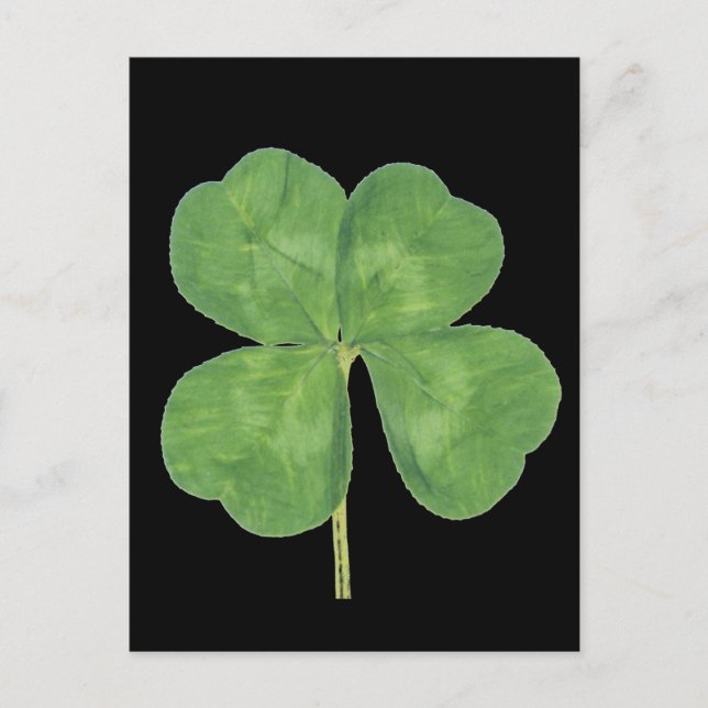 Lucky Four-Leaf Clover Shamrock Postcard (Front)