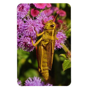 Lucky Grasshopper on Ageratum Magnet