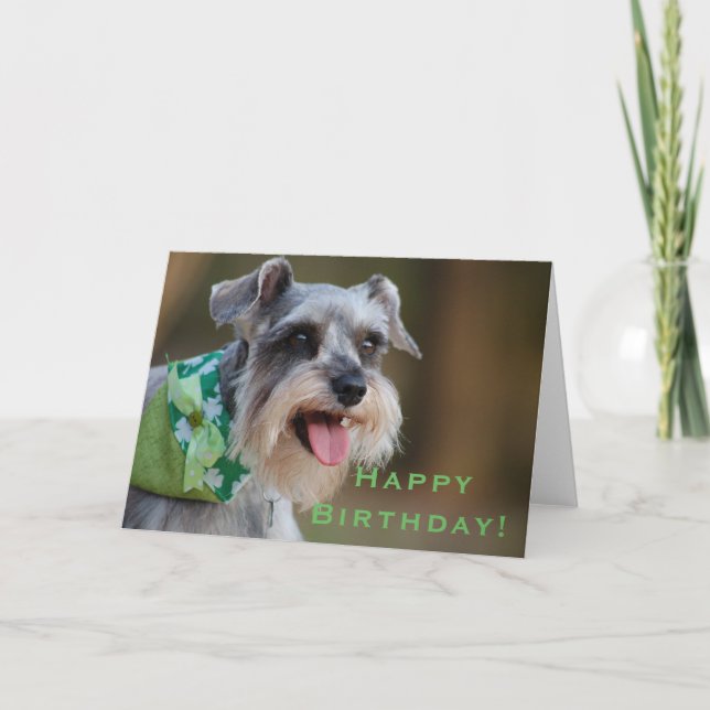 Lucky Miniature Schnauzer Happy Birthday Card (Front)