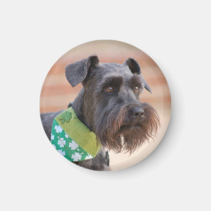 Lucky Miniature Schnauzer Magnet