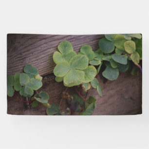 Lucky or Determined? Saint Patricks Day Shamrocks Banner