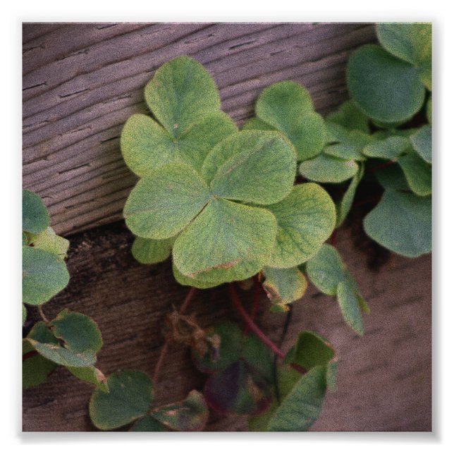 Lucky or Determined? Saint Patricks Day Shamrocks Photo Print (Front)