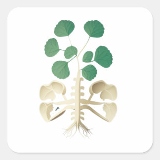 Lucky Shamrock St Patrick's Day Square Sticker