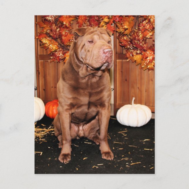 Lucky - Shar Pei - Hildebrand Postcard (Front)