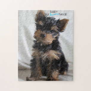 Lucky The Japanese Yorkie 10x14 puzzle at 3 months
